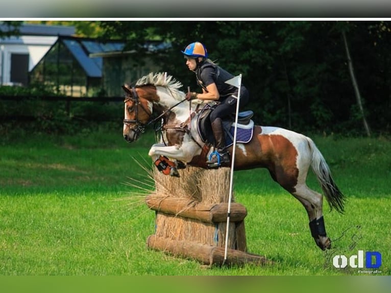 Duitse rijpony Merrie 10 Jaar 145 cm Gevlekt-paard in Oirschot