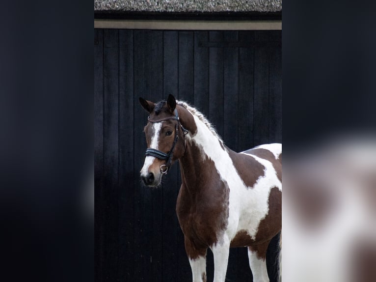 Duitse rijpony Merrie 10 Jaar 145 cm Gevlekt-paard in Oirschot