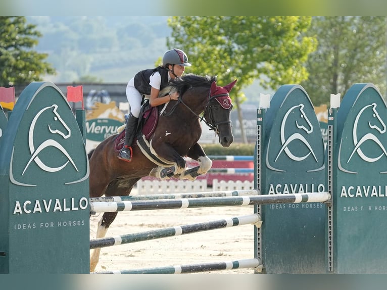 Duitse rijpony Merrie 10 Jaar 145 cm Overo-alle-kleuren in Spello