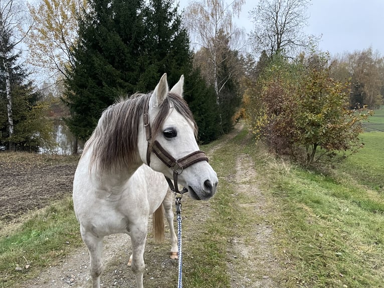 Duitse rijpony Merrie 10 Jaar 145 cm Schimmel in Tirschenreuth