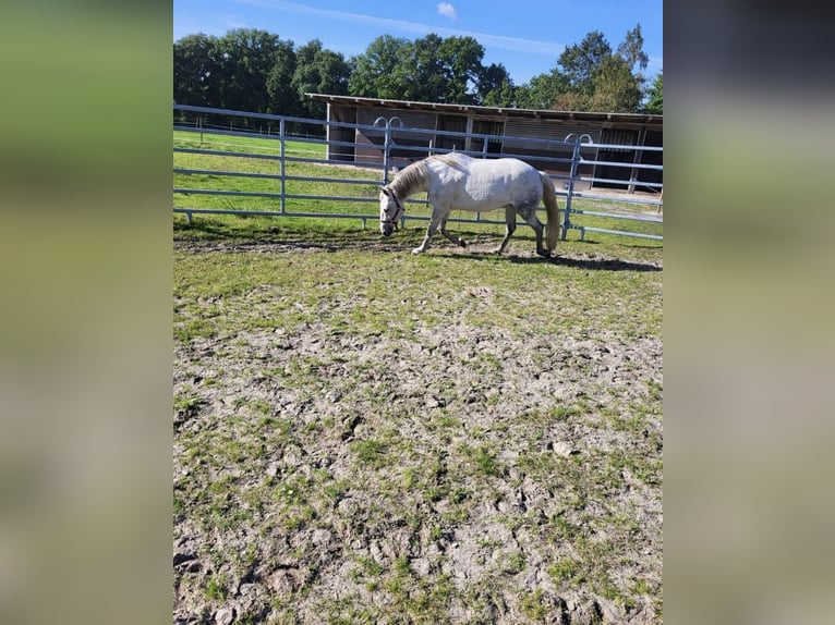 Duitse rijpony Merrie 10 Jaar 145 cm Schimmel in Leer (Ostfriesland)