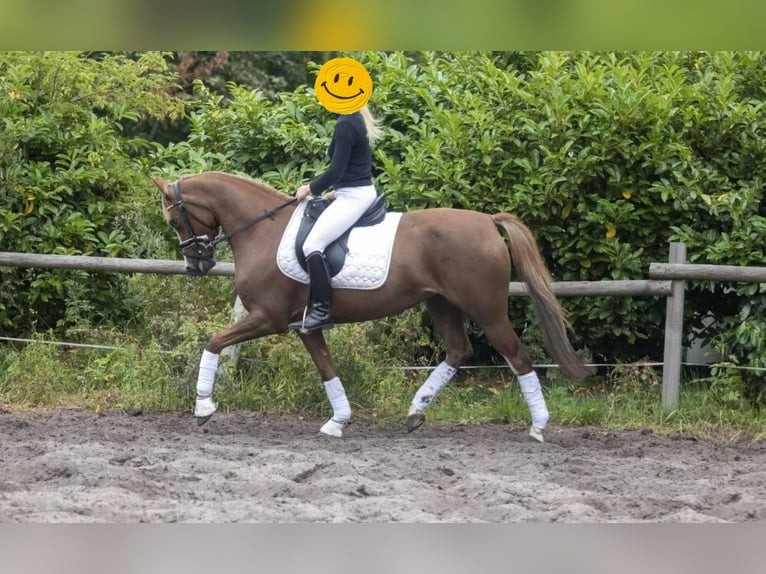Duitse rijpony Merrie 10 Jaar 145 cm Vos in S&#xFC;derl&#xFC;gum