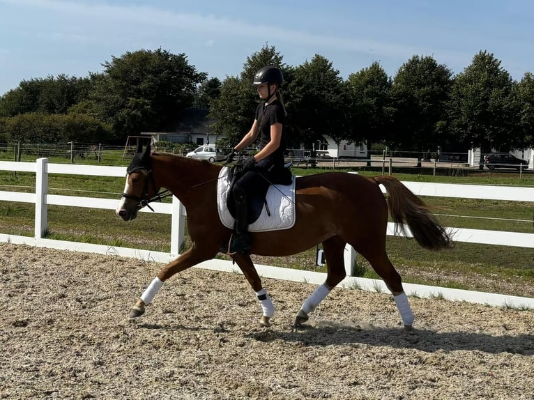 Duitse rijpony Merrie 10 Jaar 145 cm Vos in S&#xFC;derl&#xFC;gum