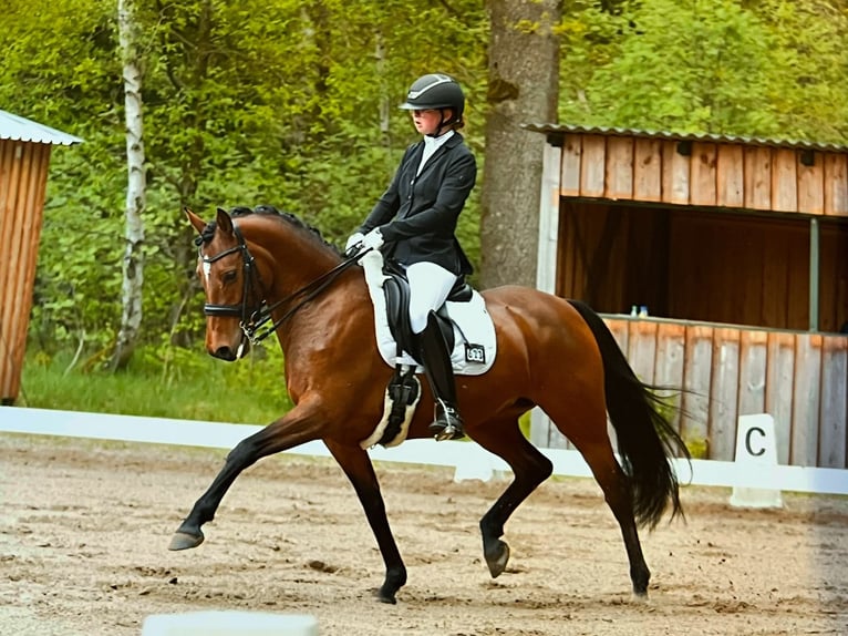 Duitse rijpony Merrie 10 Jaar 146 cm Bruin in Lohne (Oldenburg)