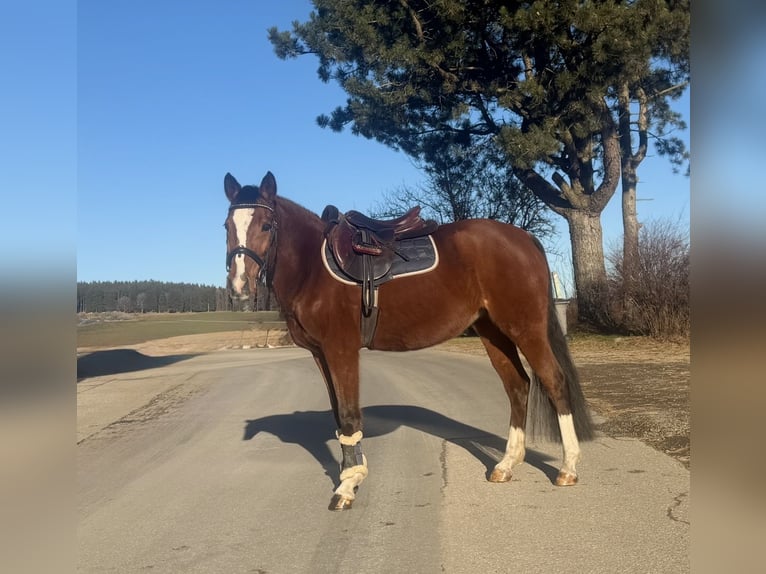 Duitse rijpony Merrie 10 Jaar 146 cm Bruin in Pelmberg