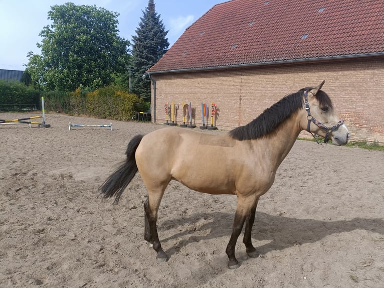 Duitse rijpony Merrie 10 Jaar 146 cm Buckskin in Dreetz