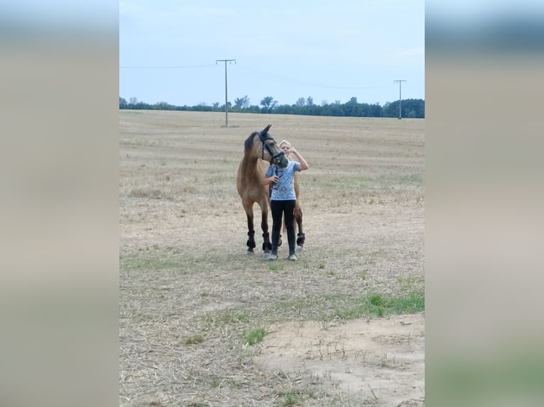 Duitse rijpony Merrie 10 Jaar 146 cm Buckskin in Dreetz