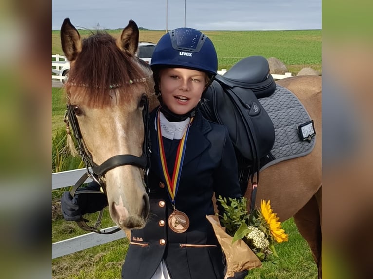 Duitse rijpony Merrie 10 Jaar 146 cm Buckskin in Dreetz