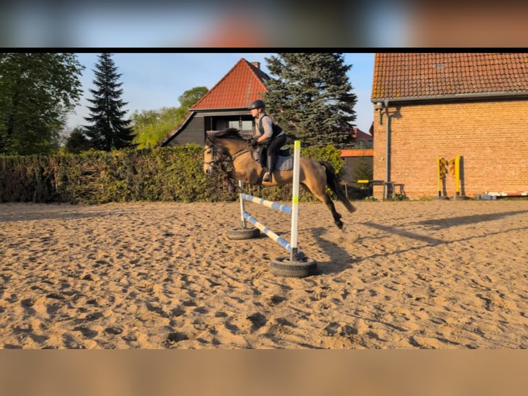 Duitse rijpony Merrie 10 Jaar 146 cm Buckskin in Dreetz