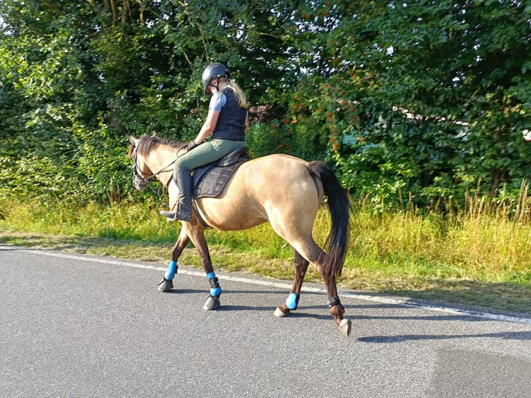 Duitse rijpony Merrie 10 Jaar 146 cm Buckskin in Dreetz