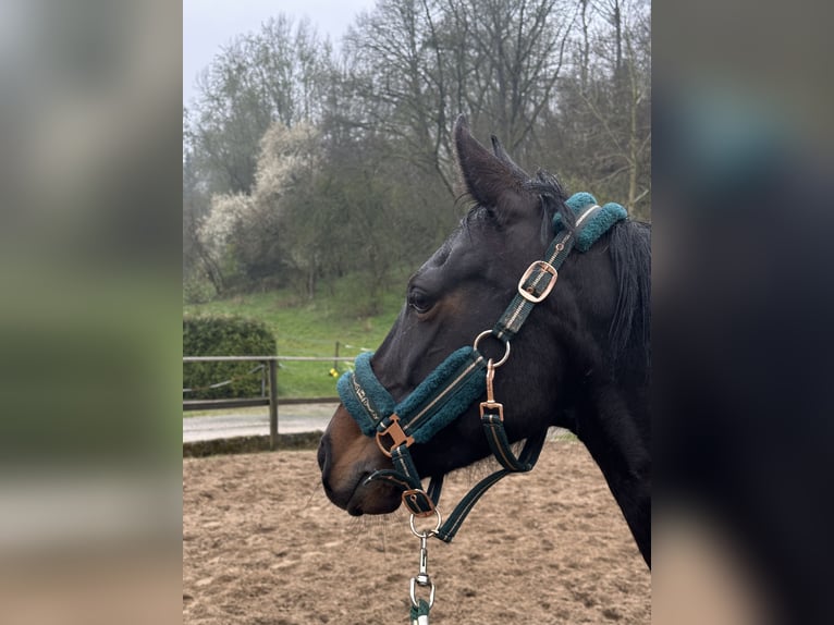 Duitse rijpony Merrie 10 Jaar 146 cm Donkerbruin in Alfeld (Leine)