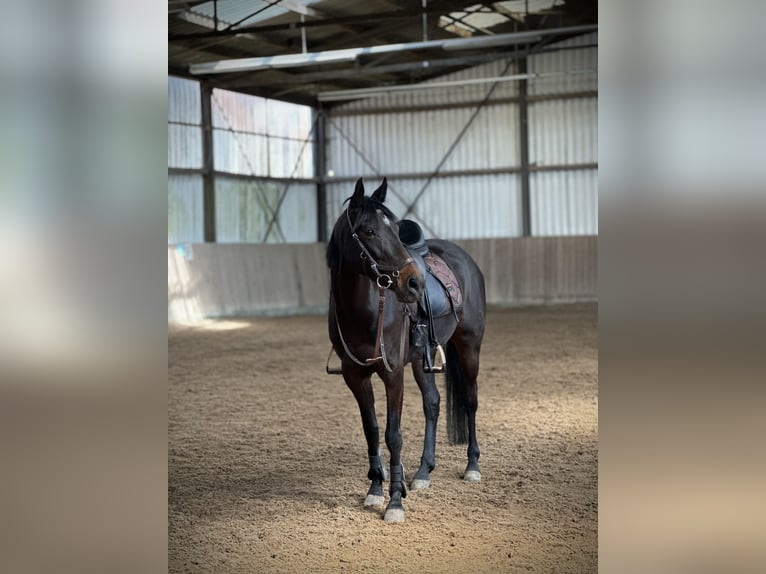 Duitse rijpony Merrie 10 Jaar 146 cm Donkerbruin in Alfeld (Leine)