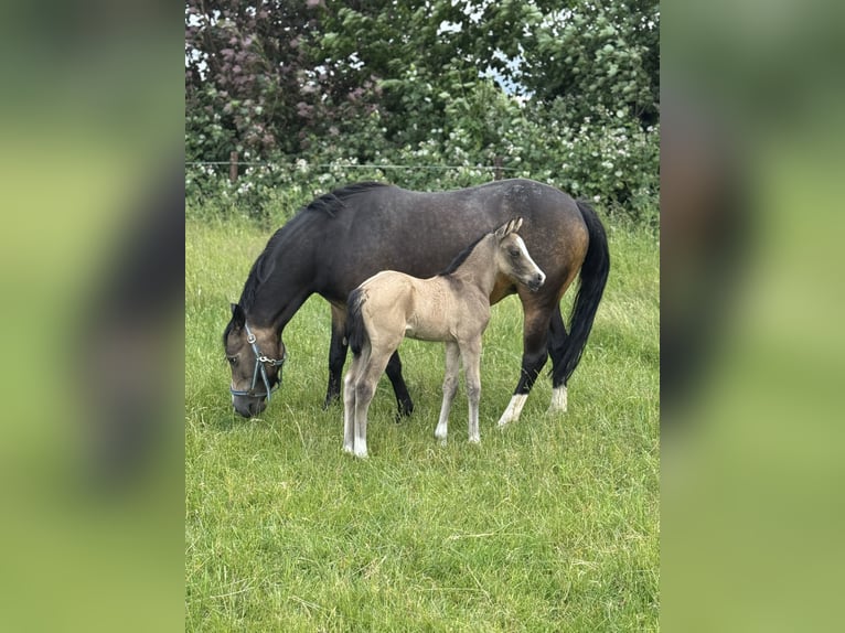 Duitse rijpony Merrie 10 Jaar 146 cm Falbe in Pulheim