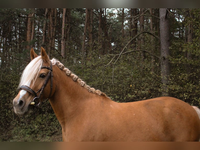 Duitse rijpony Merrie 10 Jaar 146 cm in Tobaj