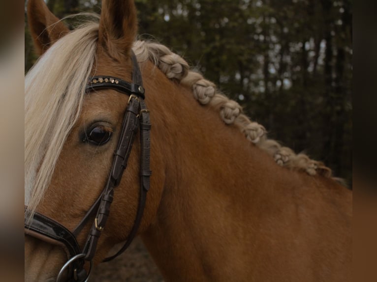 Duitse rijpony Merrie 10 Jaar 146 cm in Tobaj