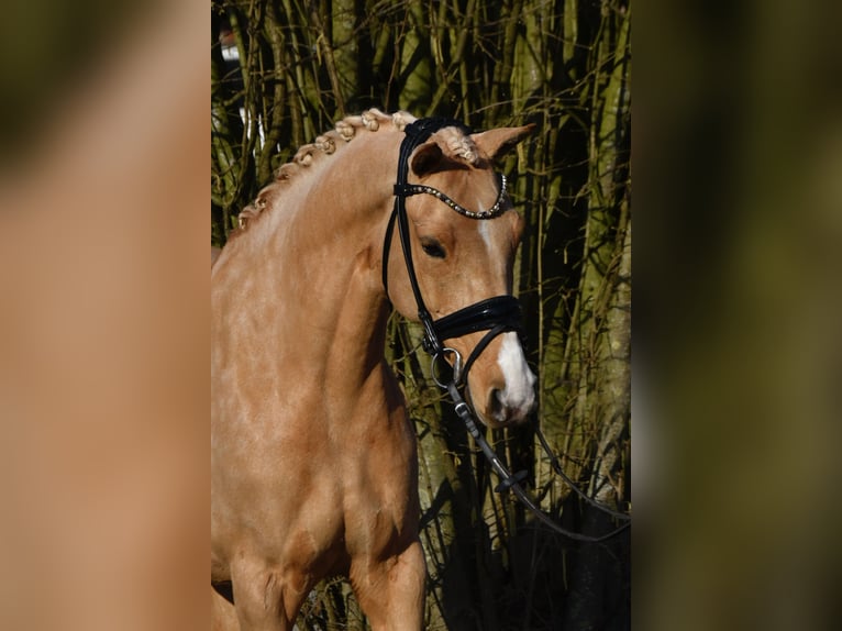 Duitse rijpony Merrie 10 Jaar 146 cm Palomino in Fürstenau