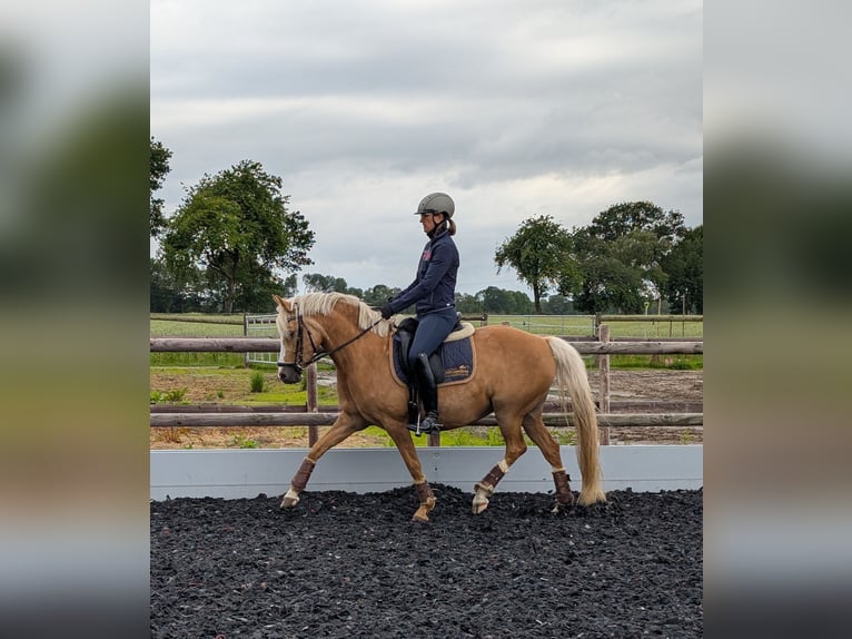 Duitse rijpony Merrie 10 Jaar 146 cm Palomino in Cappeln (Oldenburg)