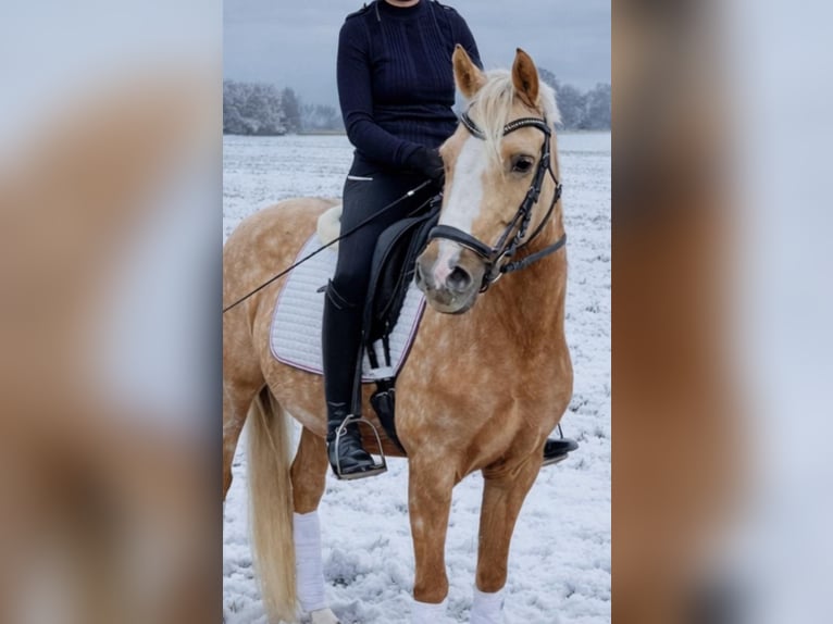 Duitse rijpony Merrie 10 Jaar 146 cm Palomino in Cappeln (Oldenburg)