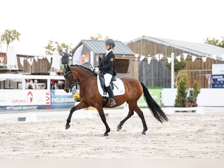 Duitse rijpony Merrie 10 Jaar 147 cm Bruin in Wiesbaum
