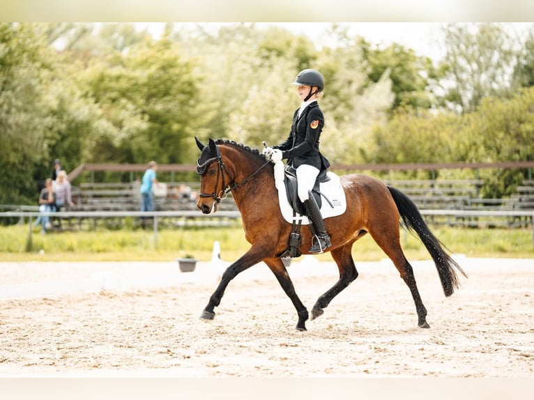 Duitse rijpony Merrie 10 Jaar 147 cm Bruin in Wiesbaum