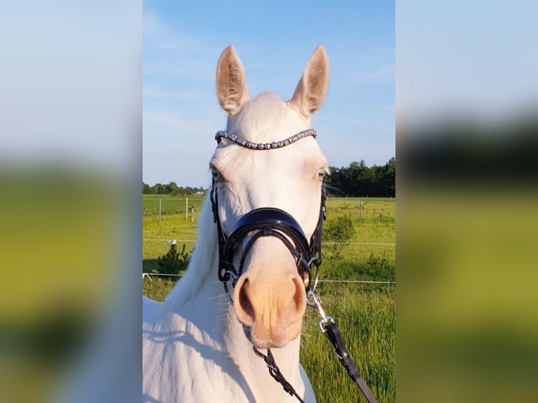 Duitse rijpony Merrie 10 Jaar 147 cm Cremello in Leer (Ostfriesland)Leer