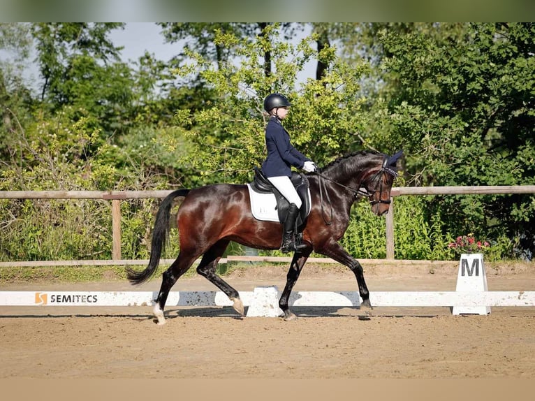 Duitse rijpony Merrie 10 Jaar 147 cm Donkerbruin in Braunschweig