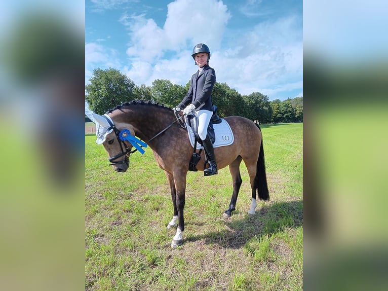 Duitse rijpony Merrie 10 Jaar 147 cm Falbe in Altenstadt