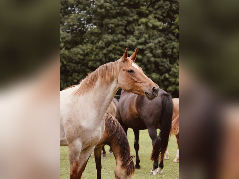 Duitse rijpony Merrie 10 Jaar 147 cm Roan-Red in Gudensberg