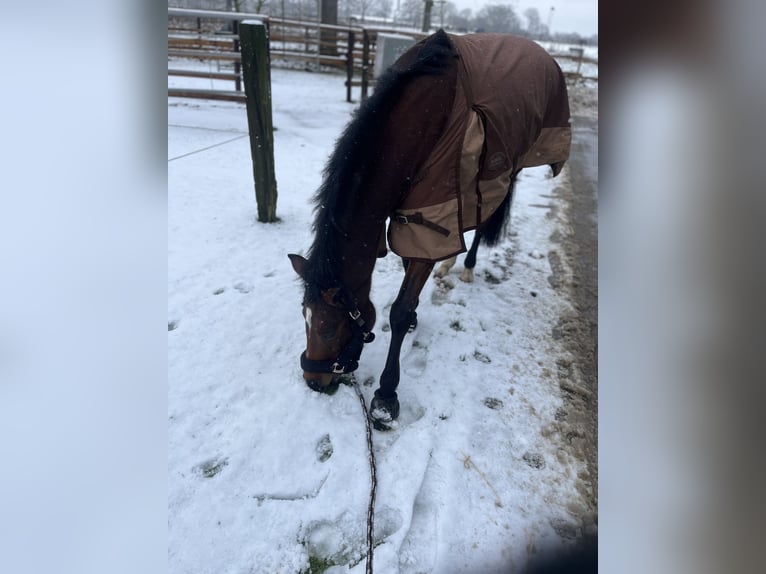 Duitse rijpony Merrie 10 Jaar 148 cm Bruin in Coesfeld