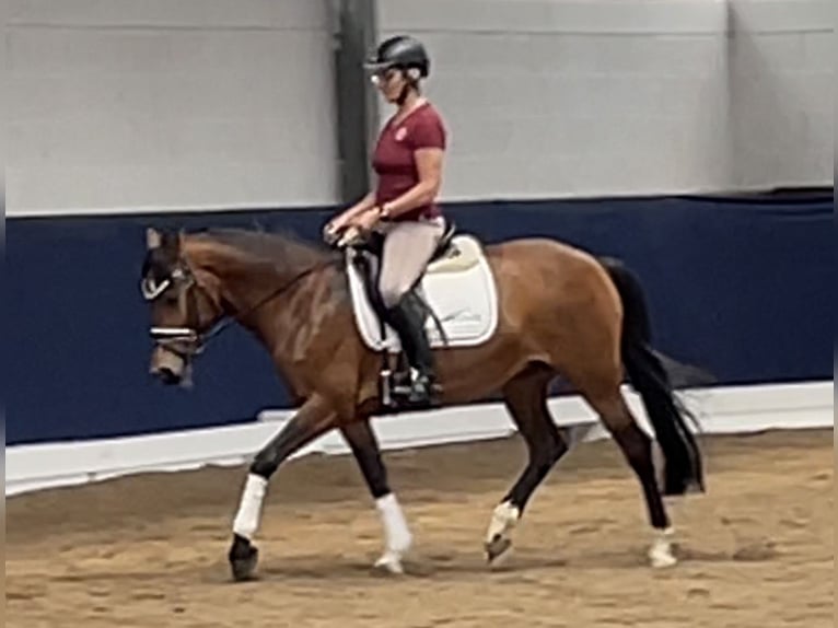 Duitse rijpony Merrie 10 Jaar 148 cm Bruin in Hennef