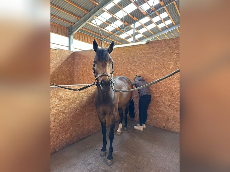 Duitse rijpony Merrie 10 Jaar 148 cm Bruin in Oerel