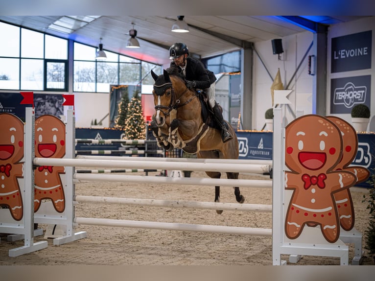 Duitse rijpony Merrie 10 Jaar 148 cm Bruin in Willich