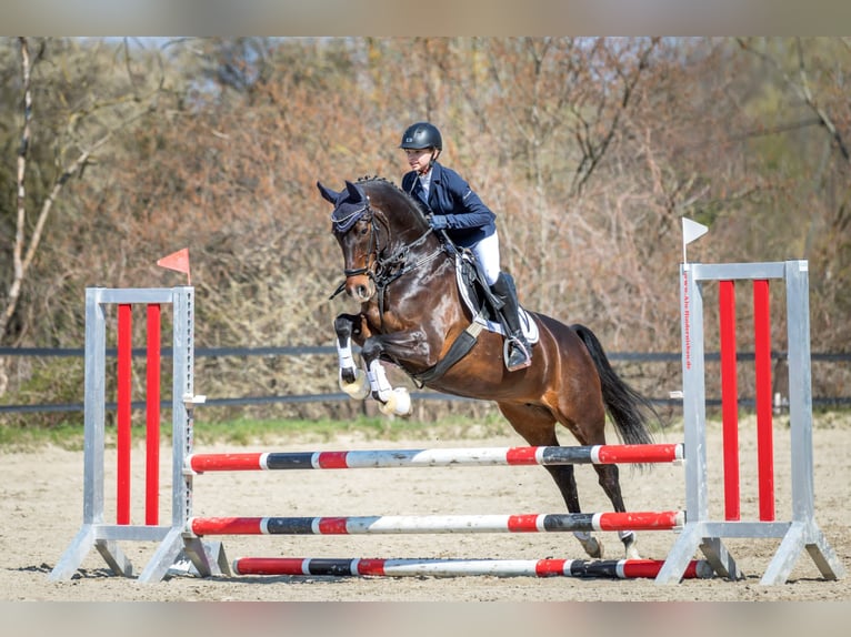 Duitse rijpony Merrie 10 Jaar 148 cm Donkerbruin in Braunschweig