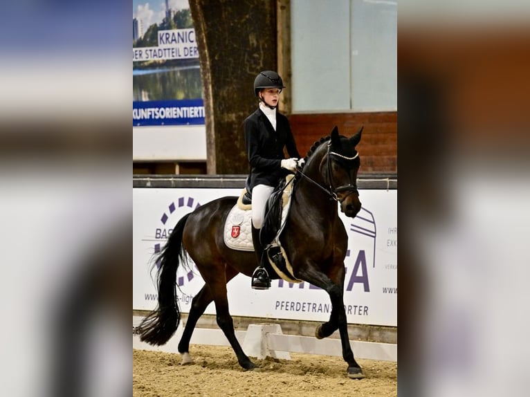 Duitse rijpony Merrie 10 Jaar 148 cm Donkerbruin in Haltern am See