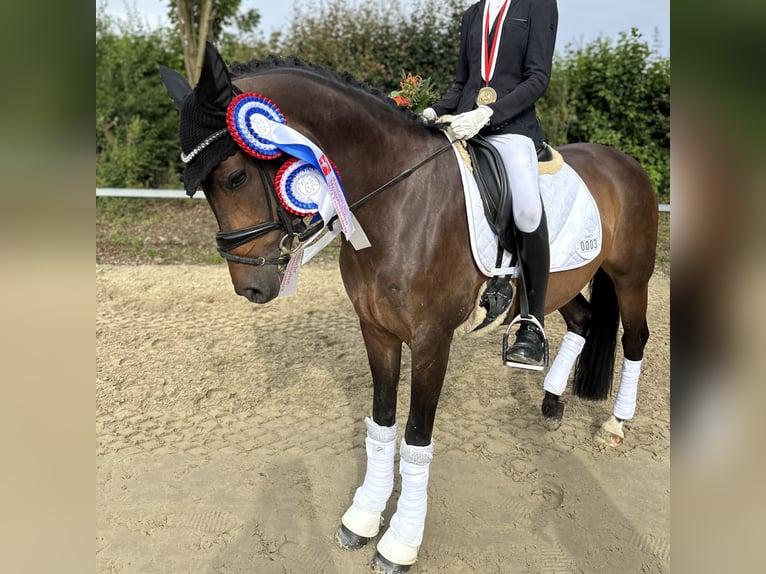 Duitse rijpony Merrie 10 Jaar 148 cm Donkerbruin in Haltern am See