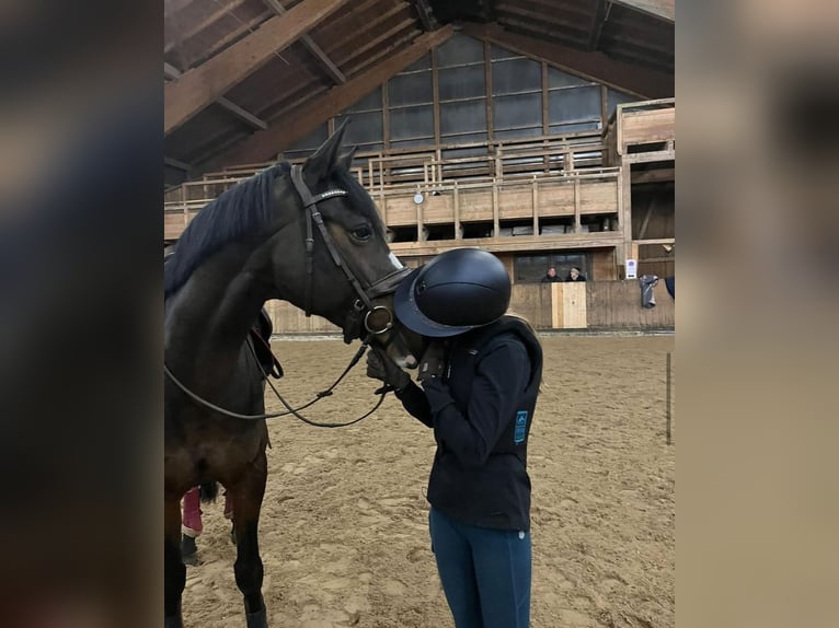 Duitse rijpony Mix Merrie 10 Jaar 148 cm Donkerbruin in Baiersdorf