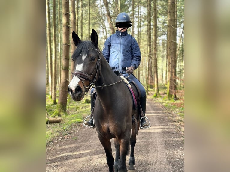 Duitse rijpony Mix Merrie 10 Jaar 148 cm Donkerbruin in Baiersdorf