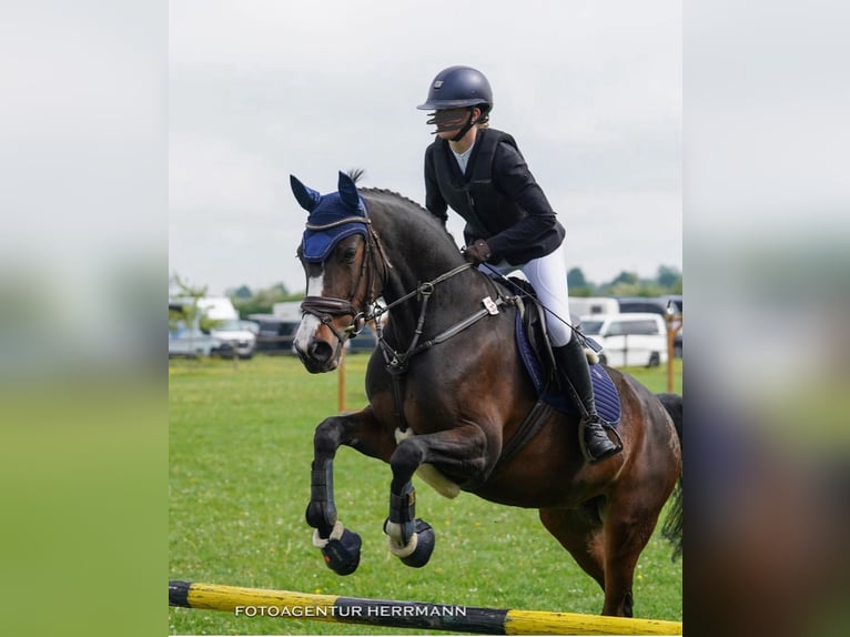 Duitse rijpony Mix Merrie 10 Jaar 148 cm Donkerbruin in Baiersdorf