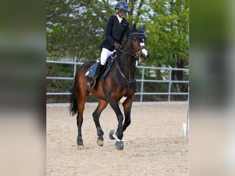 Duitse rijpony Mix Merrie 10 Jaar 148 cm Donkerbruin in Baiersdorf