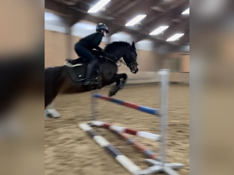 Duitse rijpony Mix Merrie 10 Jaar 148 cm Donkerbruin in Baiersdorf