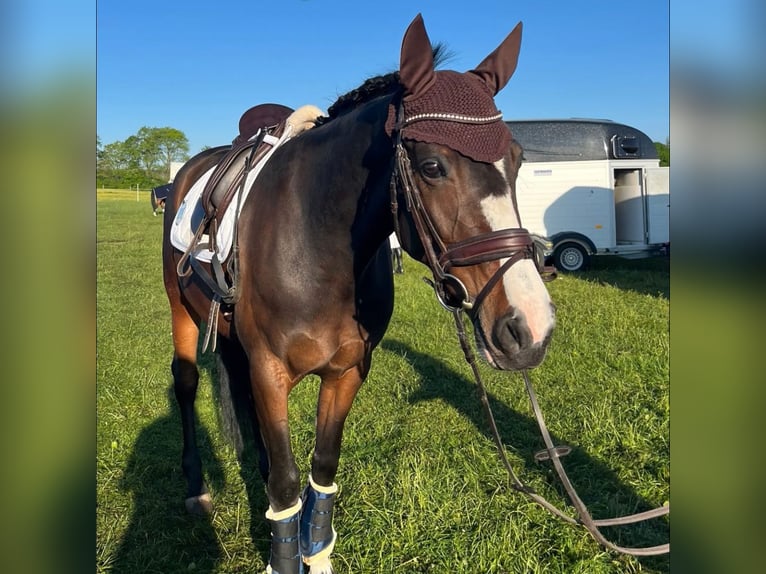 Duitse rijpony Mix Merrie 10 Jaar 148 cm Donkerbruin in Baiersdorf