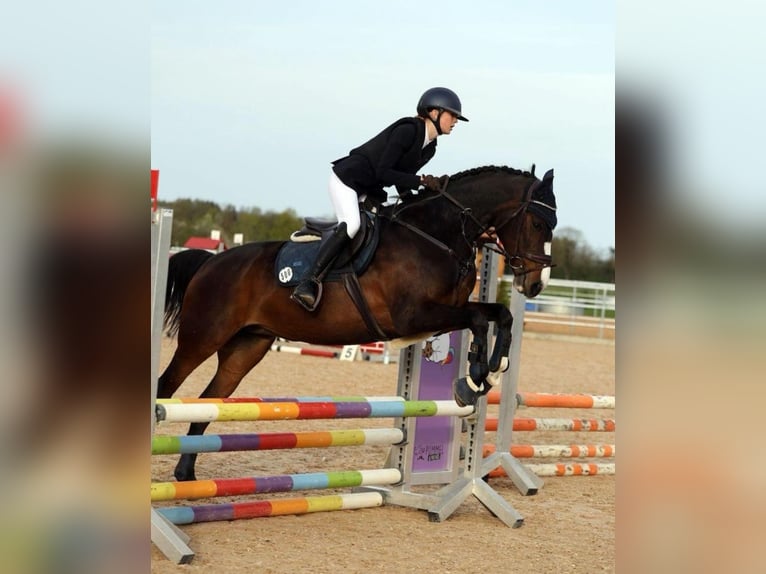 Duitse rijpony Mix Merrie 10 Jaar 148 cm Donkerbruin in Baiersdorf