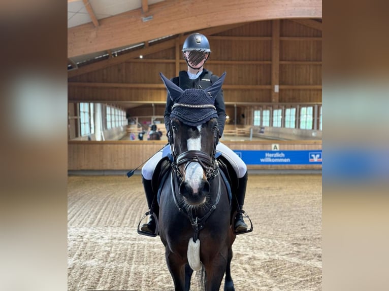 Duitse rijpony Mix Merrie 10 Jaar 148 cm Donkerbruin in Baiersdorf