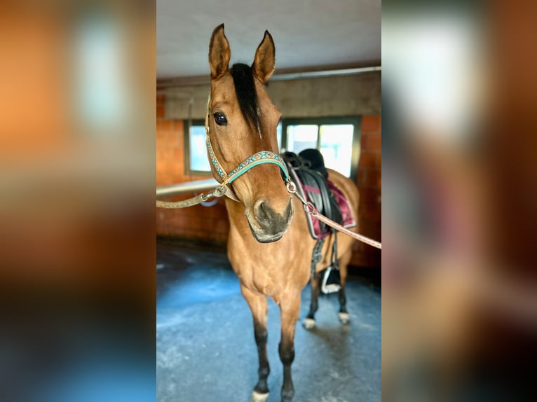 Duitse rijpony Merrie 10 Jaar 148 cm Falbe in Laufach