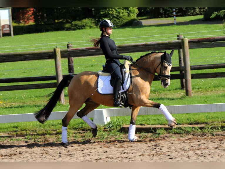 Duitse rijpony Merrie 10 Jaar 148 cm Falbe in Rehburg-Loccum Münchehagen