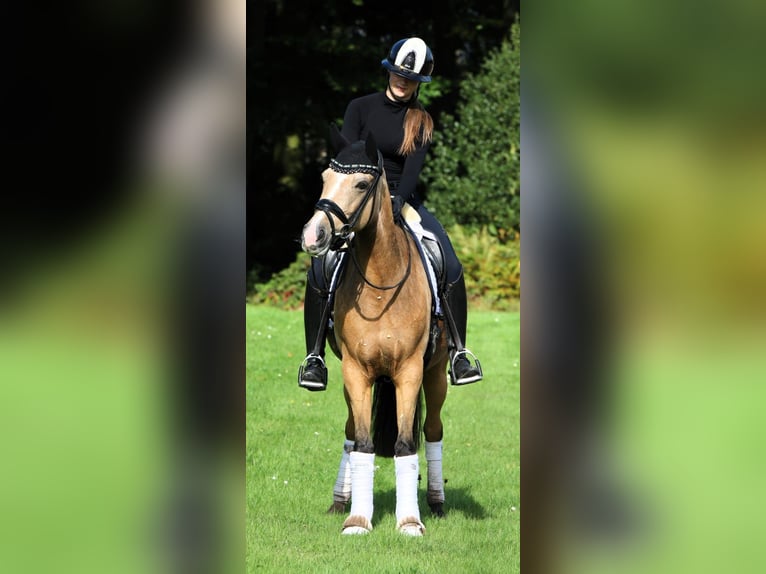 Duitse rijpony Merrie 10 Jaar 148 cm Falbe in Rehburg-Loccum Münchehagen