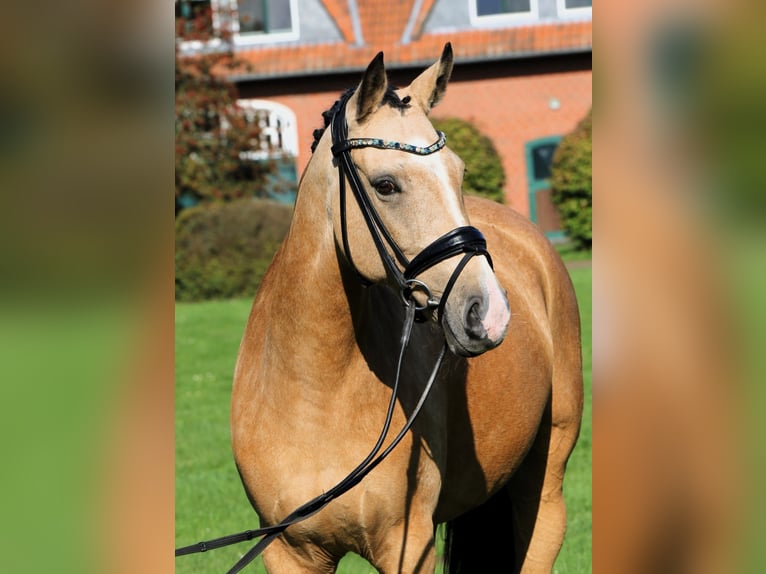 Duitse rijpony Merrie 10 Jaar 148 cm Falbe in Rehburg-Loccum Münchehagen