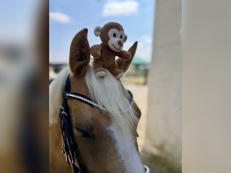 Duitse rijpony Merrie 10 Jaar 148 cm Palomino in München