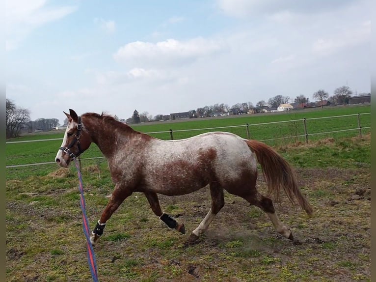 Duitse rijpony Mix Merrie 10 Jaar 148 cm Roan-Red in Dickel