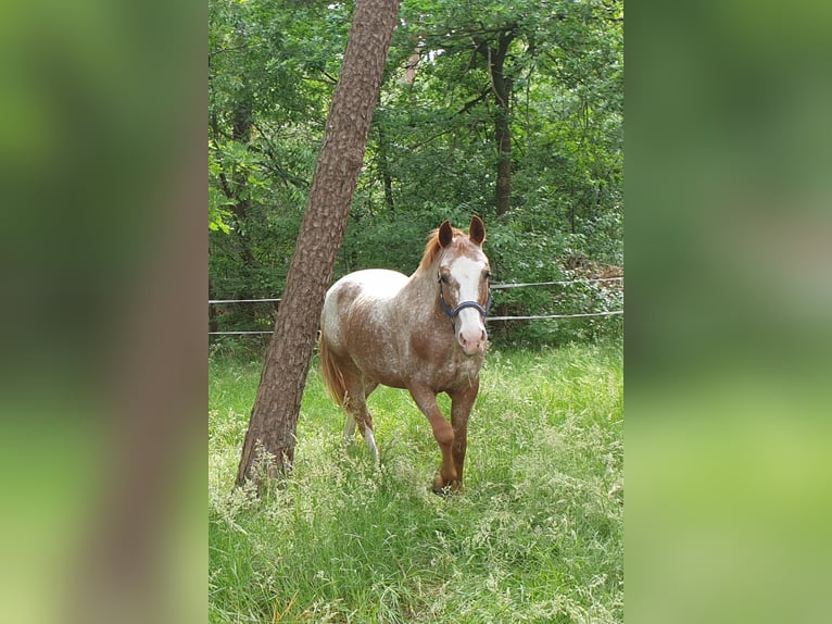 Duitse rijpony Mix Merrie 10 Jaar 148 cm Roan-Red in Dickel